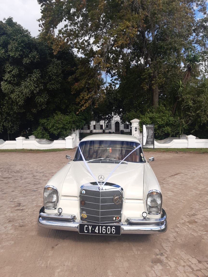 Mercedes Fintail 230S 1968 Cream  — cream fintail.jpg